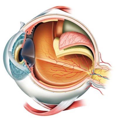 Das Auge Das Auge